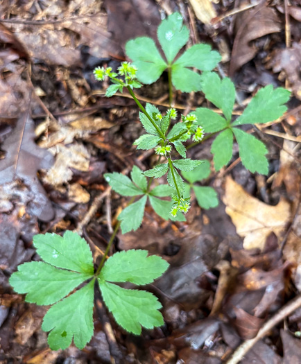 image of Sanicula canadensis var. canadensis, Canada Sanicle, Black Snakeroot, Canadian Black-snakeroot
