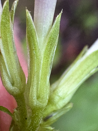 image of Phlox carolina, Carolina Phlox, Thick-leaf Phlox, Giant Phlox