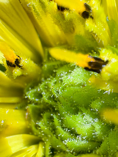 image of Silphium dentatum, Starry Rosinweed