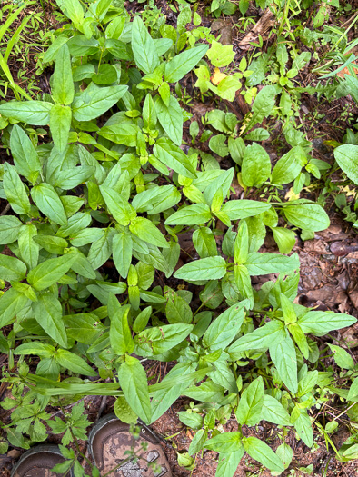 image of Prunella vulgaris var. vulgaris, Eurasian Self-heal, Eurasian Heal-all