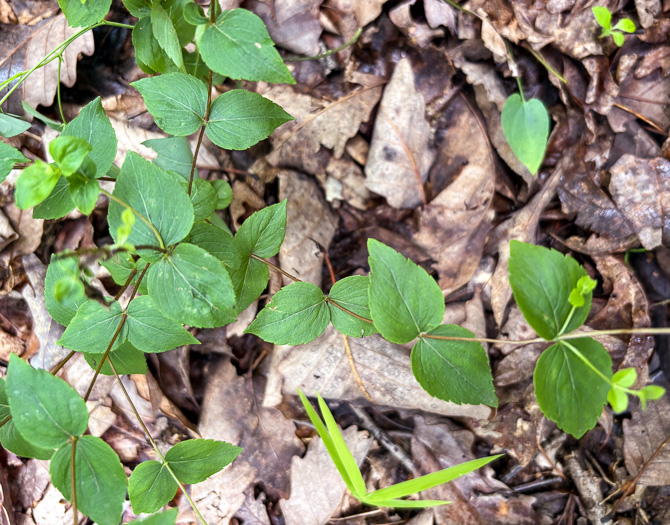 image of Cunila origanoides, Wild-oregano, American Dittany, Stone-mint