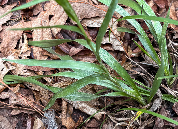 image of Pityopsis aspera var. adenolepis, Carolina Silkgrass, Pineland Silkgrass, Grassleaf Goldenaster
