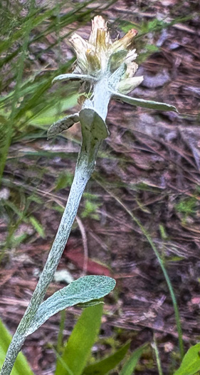 image of Gamochaeta antillana, Narrowleaf Cudweed, Caribbean Everlasting, Delicate Everlasting