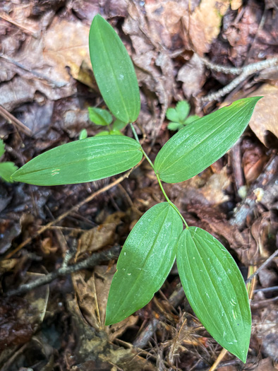 image of Uvularia sessilifolia, Wild-oats, Sessile-leaf Bellwort, Straw-lily