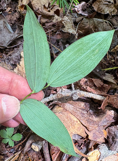 image of Uvularia sessilifolia, Wild-oats, Sessile-leaf Bellwort, Straw-lily