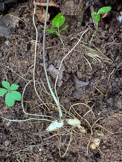 image of Uvularia sessilifolia, Wild-oats, Sessile-leaf Bellwort, Straw-lily