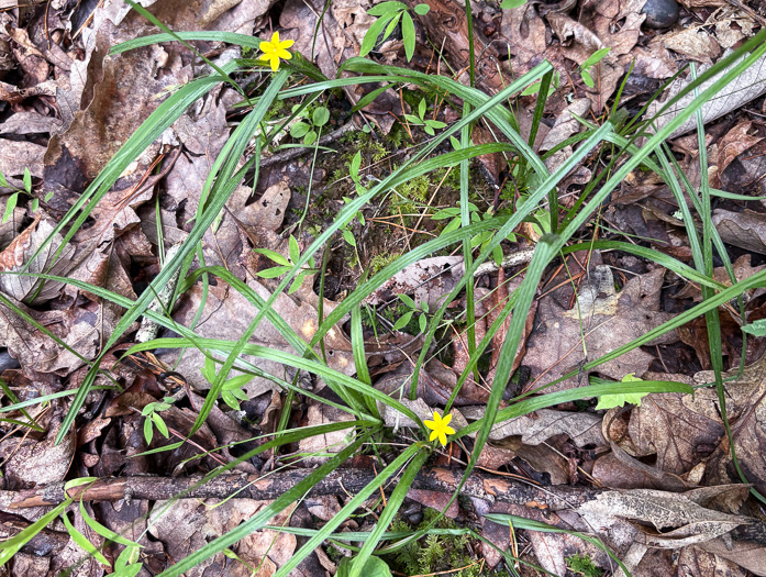 image of Hypoxis hirsuta, Yellow Stargrass, Hairy Yellow Stargrass, Common Stargrass, Upland Stargrass