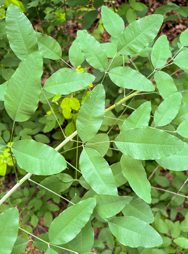 image of Lespedeza bicolor, Bicolor Lespedeza, Bicolor, Shrubby Lespedeza