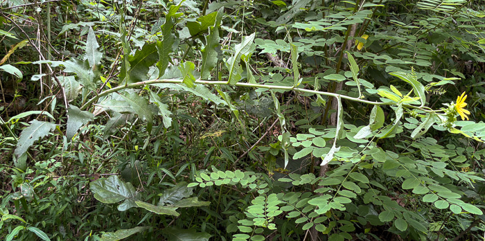 image of Silphium dentatum, Starry Rosinweed