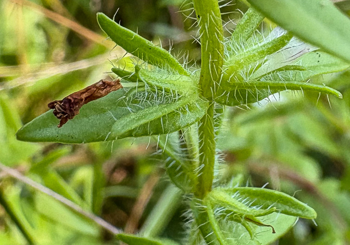sepals