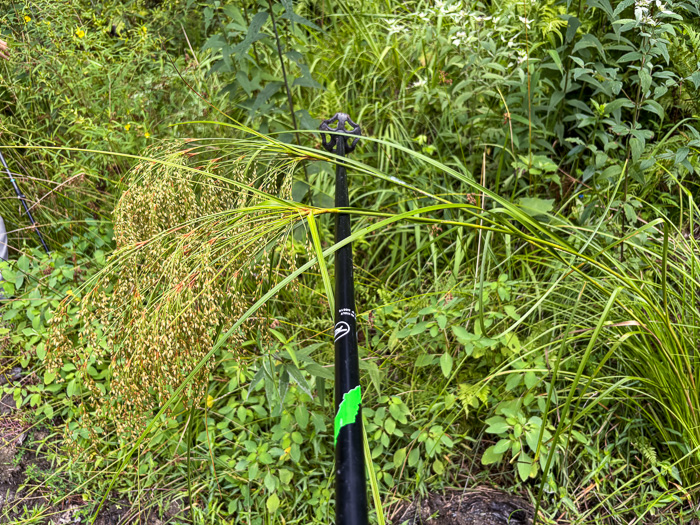 image of Scirpus cyperinus, Woolgrass Bulrush, Marsh Bulrush, Woolly Bulrush