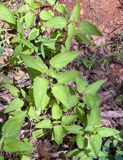 image of Conoclinium coelestinum, Mistflower, Wild Ageratum, Hardy Ageratum