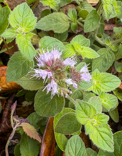 image of Mentha aquatica var. aquatica, Water Mint, Lemon Mint