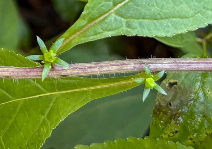 image of Campanulastrum americanum, Tall Bellflower