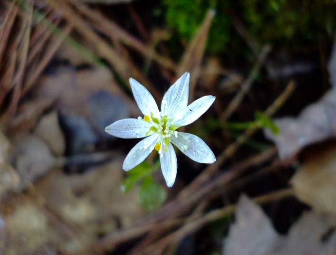 image of Coptis trifolia, Goldthread, Goldenroot, Threeleaf Goldthread