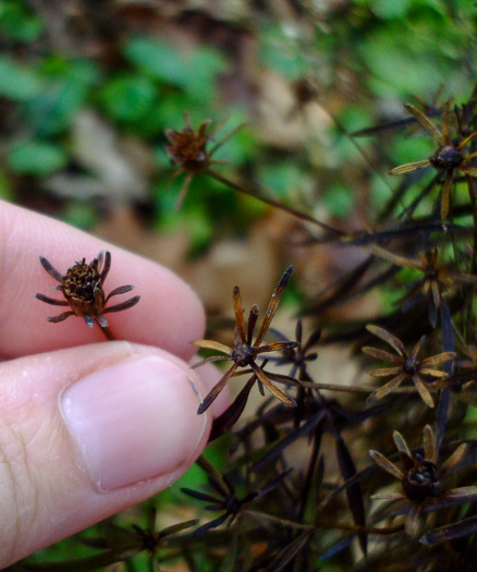 image of Coreopsis delphiniifolia, Larkspur-leaf Tickseed, Larkspur Coreopsis