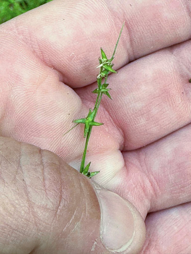 image of Carex socialis, Low Woodland Sedge