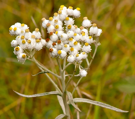 image of Anaphalis margaritacea, Pearly-everlasting