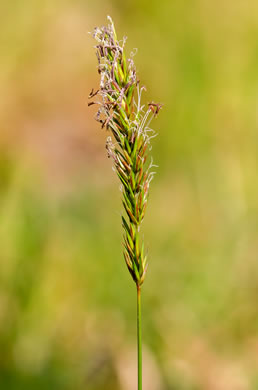 image of Anthoxanthum odoratum, Sweet Vernal Grass