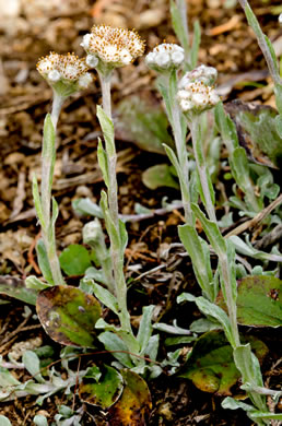 image of Antennaria plantaginifolia, Plantainleaf Pussytoes, Plantain Pussytoes