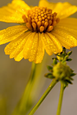 image of Balduina angustifolia, Sandhill Honeycomb-head, Sandhill Balduina