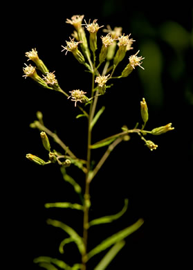 image of Brickellia eupatorioides, Eastern False-boneset, Eastern False-eupatorium, Eastern Kuhnia