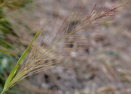 image of Dinebra panicea ssp. mucronata, Red Spangletop