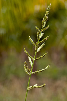 panicle