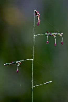 image of Eriochloa michauxii var. michauxii, Longleaf Cupgrass