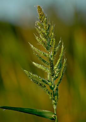 panicle