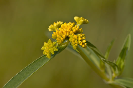 image of Flaveria bidentis, coastal plain yellowtops