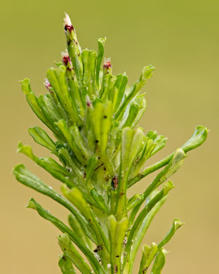 involucral bracts