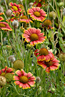 image of Gaillardia pulchella var. drummondii, Beach Blanket-flower, Gaillardia, Firewheel, Indian Blanket Flower