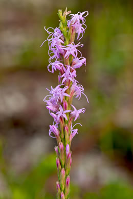 image of Liatris chapmanii, Chapman's Blazing-star