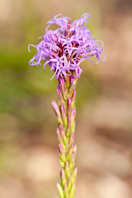 image of Liatris chapmanii, Chapman's Blazing-star