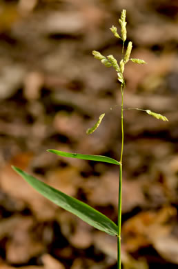 panicle