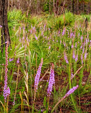 image of Liatris chapmanii, Chapman's Blazing-star