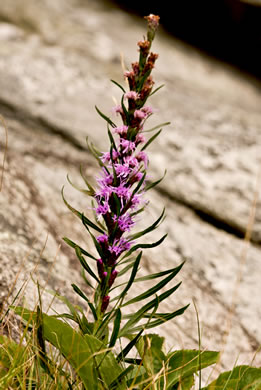 image of Liatris helleri, Smooth Blazing-star, Heller's Blazing-star