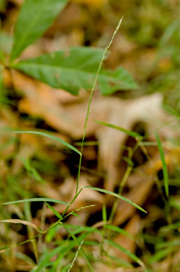 image of Muhlenbergia schreberi, Nimblewill