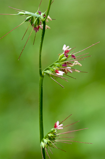 image of Oplismenus setarius, Shortleaf Basketgrass, Woods-grass, Bristle Basketgrass