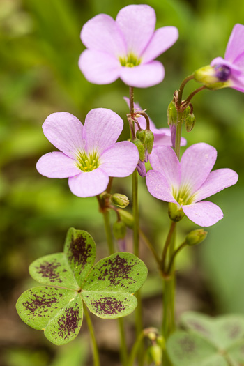 image of Oxalis violacea, Violet Wood-sorrel