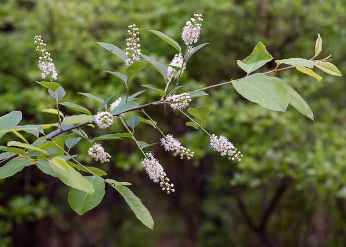 image of Prunus alabamensis, Alabama Black Cherry