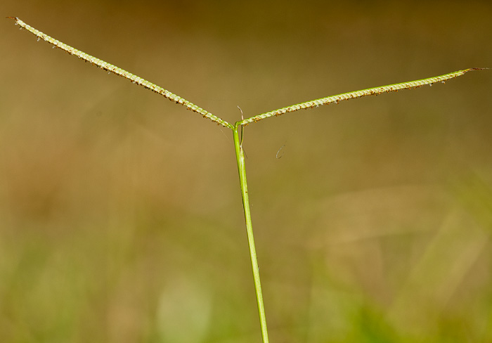 spikelet