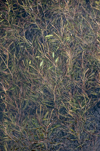 image of Potamogeton diversifolius, Common Snailseed Pondweed, Waterthread Pondweed