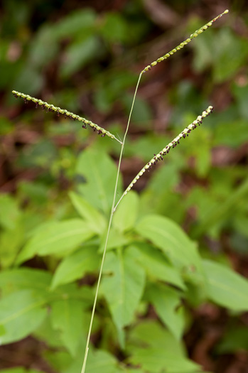 spikelet