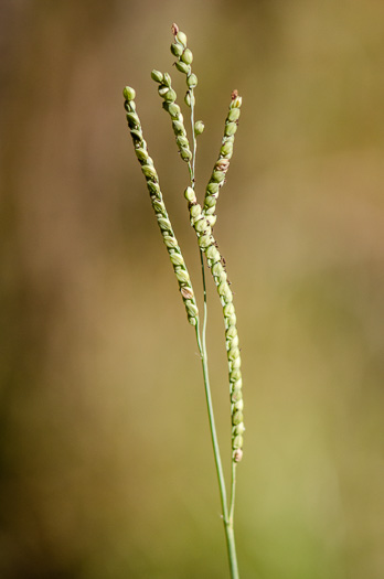 image of Paspalum laeve var. laeve, Field Crowngrass, Field Paspalum