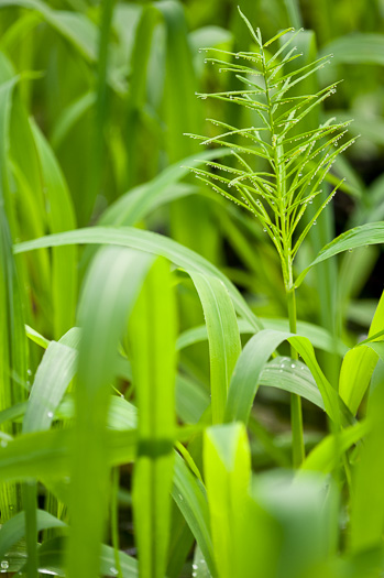 image of Paspalum fluitans, Water Paspalum, Horsetail Crowngrass