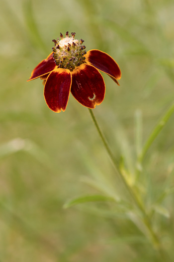 image of Ratibida columnifera, Mexican Hat, Columnar Prairie Coneflower, Upright Coneflower, Long-headed Coneflower