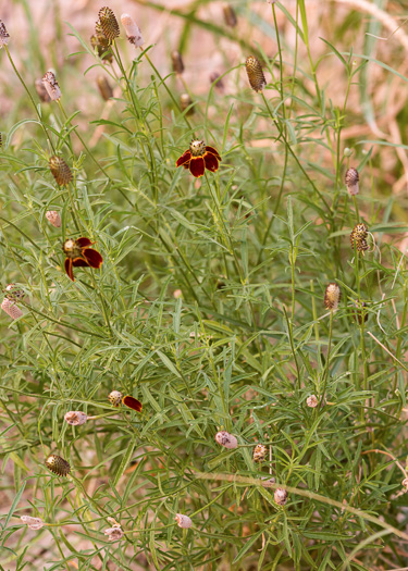 image of Ratibida columnifera, Mexican Hat, Columnar Prairie Coneflower, Upright Coneflower, Long-headed Coneflower