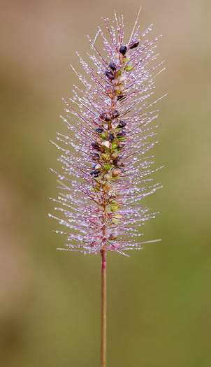 spikelet